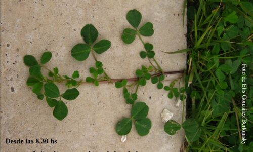 afiche final jornada mañana